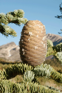 Abies magnifica