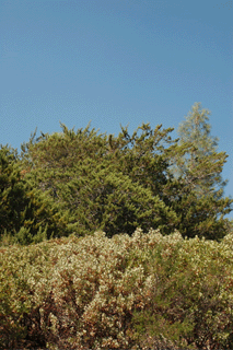 Cupressus macnabiana