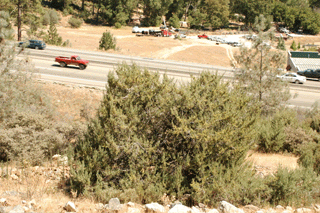 Cupressus macnabiana