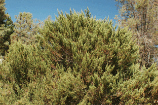 Cupressus macnabiana