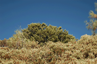 Cupressus macnabiana