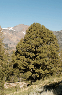Juniperus occidentalis australis