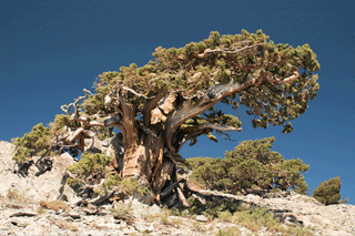Juniperus occidentalis australis