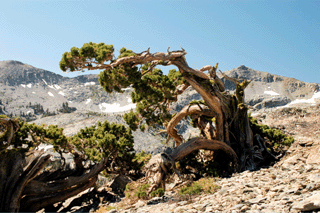 Juniperus occidentalis australis