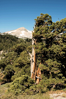 Juniperus occidentalis australis