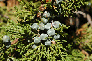 Juniperus occidentalis australis