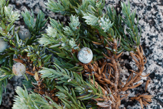 Juniperus communis saxatilis