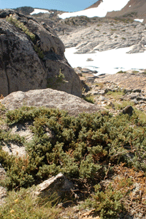 Juniperus communis saxatilis