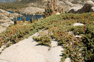 Juniperus communis saxatilis
