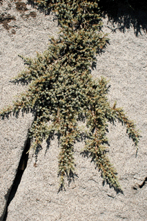 Juniperus communis saxatilis