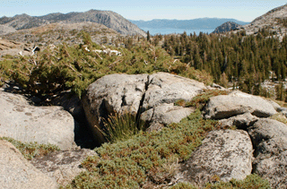 Juniperus communis saxatilis