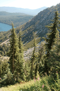 Tsuga mertensiana grandicona