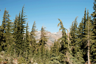 Tsuga mertensiana grandicona