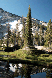 Tsuga mertensiana grandicona