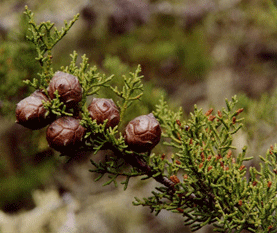 Cupressus abramsiana