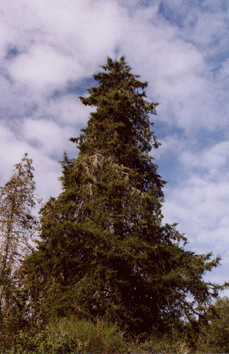 Cupressus abramsiana