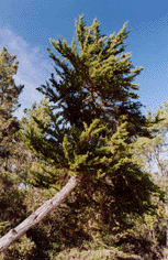 Cupressus goveniana