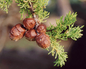 Cupressus macrocarpa