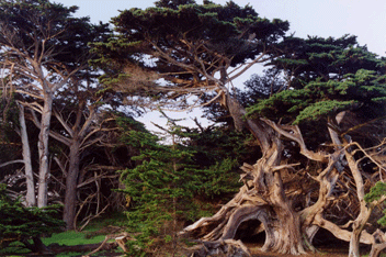 Cupressus macrocarpa