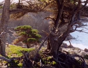 Cupressus macrocarpa