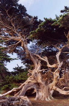 Cupressus macrocarpa