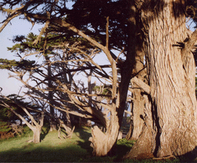 Cupressus macrocarpa