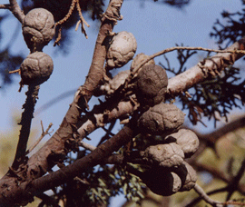 Cupressus nevadensis