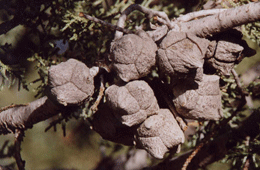 Cupressus nevadensis