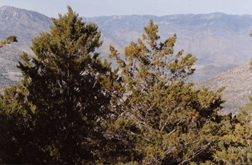 Cupressus nevadensis