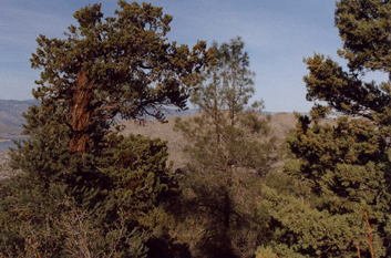 Cupressus nevadensis