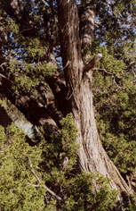 Juniperus californica