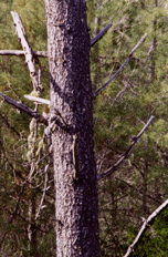Pinus attenuata