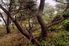 Pinus radiata