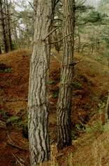 Pinus radiata
