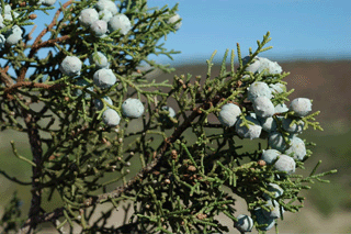 Juniperus californica