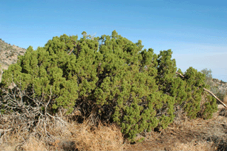 Juniperus californica