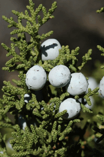 Juniperus californica