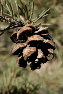 Pinus monophylla californiarum