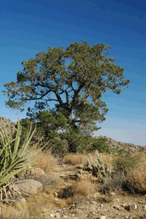 Pinus monophylla californiarum