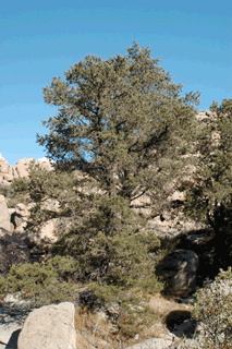 Pinus monophylla californiarum