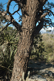 Pinus monophylla californiarum