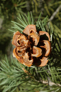 Pinus monophylla californiarum