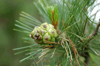 Pinus lagunae