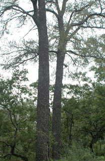 Pinus lagunae