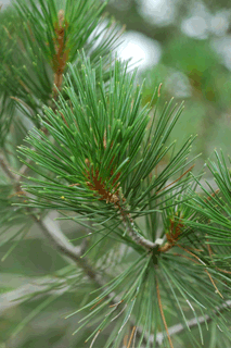 Pinus lagunae