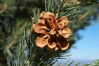 Pinus quadrifolia