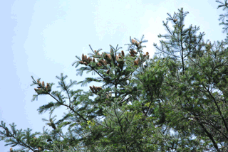Abies flinckii