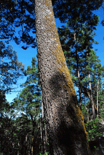Abies guatemalensis jaliscana