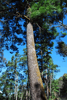 Abies guatemalensis jaliscana