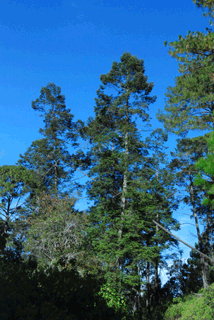 Abies guatemalensis jaliscana